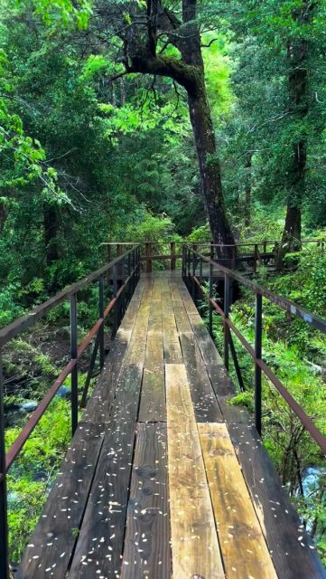 Has avanzado tanto… es tiempo de agradecer. Regálate un momento hoy, sonriete a ti mism@, y agradece el coraje, la valentía, la perseverancia que has tenido para llegar hasta aquí. Te abrazo hoy. Todos somos uno, y juntos hacemos este gran y hermoso bosque. #imagenesparasanar #loveyourself #yeshua #mothermary #saintgermain