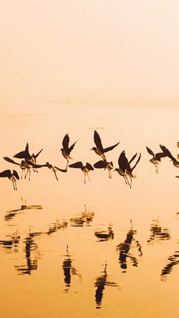 Hablamos de “matar el ego”, como si esa fuera la meta. Pero un ego sano no desaparece.
Se convierte en un puente.
Deja de expresar tus miedos y empieza a expresar tu verdadera identidad.
el trabajo espiritual nunca consistió en destruir una parte de ti, sino en permitir que tu alma la transformara. A eso venimos. A aprender. A expandirnos a través de las experiencias vividas para elevar el estado de la conciencia hacia el amor. Todos somos uno, y juntos hacemos este gran y hermoso bosque. #imagenesparasanar #loveyourself #yeshua #mothermary #saintgermain