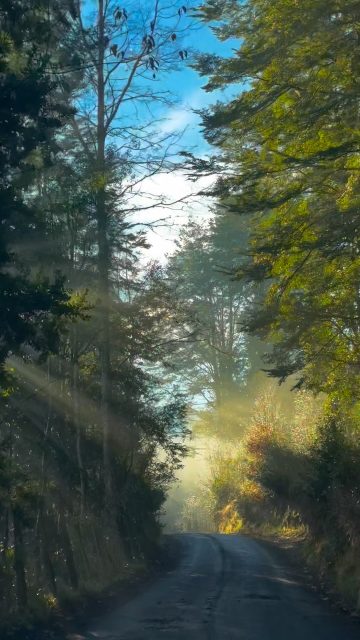 “Merezco todo el amor del mundo,
solo por existir”
Todos somos uno, y juntos hacemos este gran y hermoso bosque. #imagenesparasanar #yeshua #mothermary #saintgermain #adrianademalloco